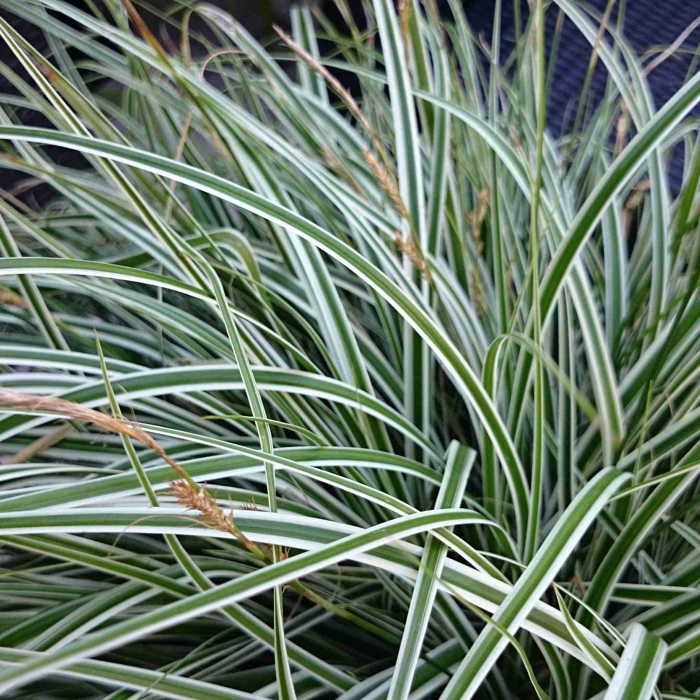 Ostrica ošimenská - Carex Oshimensis Everest Co14