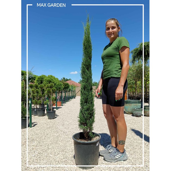 Cyprus vždyzelený - Cupressus sempervirens 'Totem' Co15L 125/150