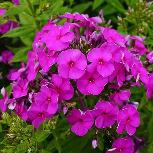 Flox metlinatý - Phlox paniculata - fialová