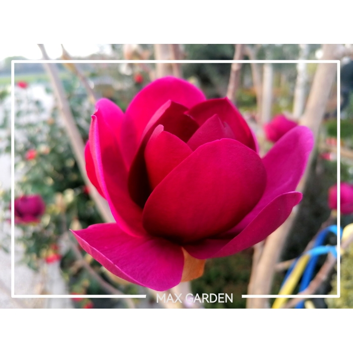 Magnolia 'Genie' - 50/60cm