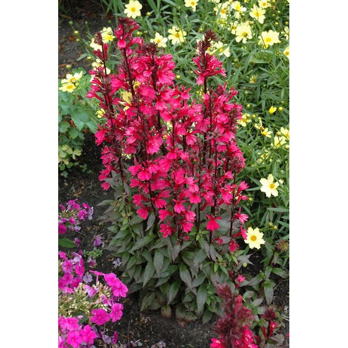 Lobelia ´Deep Rose´ Co1,5L  5/10