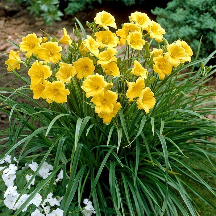 ?aliovka – Hemerocallis ´Stella de Oro´