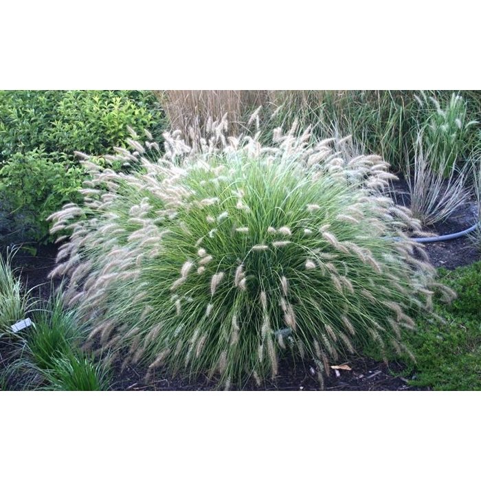 Perovec psiarkovitý - Pennisetum alopecuroides 'Hameln' Co9