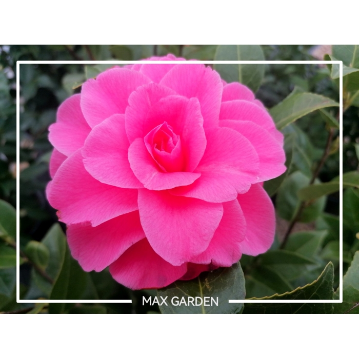 Kamélia Japonská ružová - Camellia japonica - ružová Co17