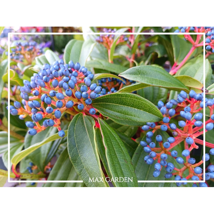 Kalina Dávidova - Viburnum davidii - 30/35cm