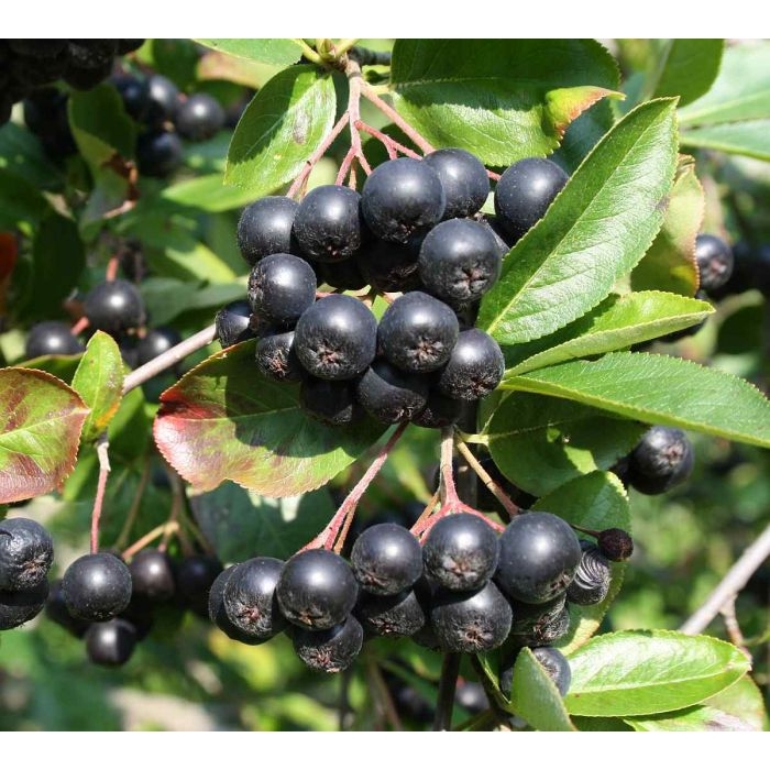 Jarabina ?ierna - Aronia prunifolia ´Hugin´- 30/40cm