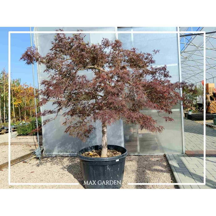 Javor dlaňolistý - Acer palmatum  'Dissectum Garnet' Co18L  1/2 kmeň