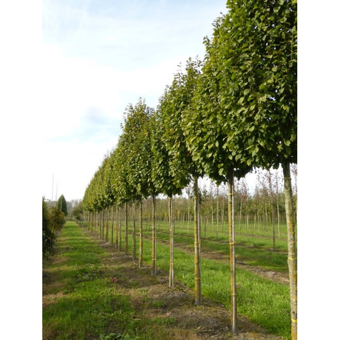Hrab oby?ajný - Carpinus betulus ´Lucas´ vysokokme? 6/8, Co25L