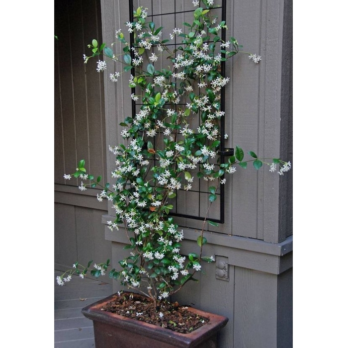 Jasmínovník vonný  - Rhyncospermum Jasminoides  Co12L 150/175