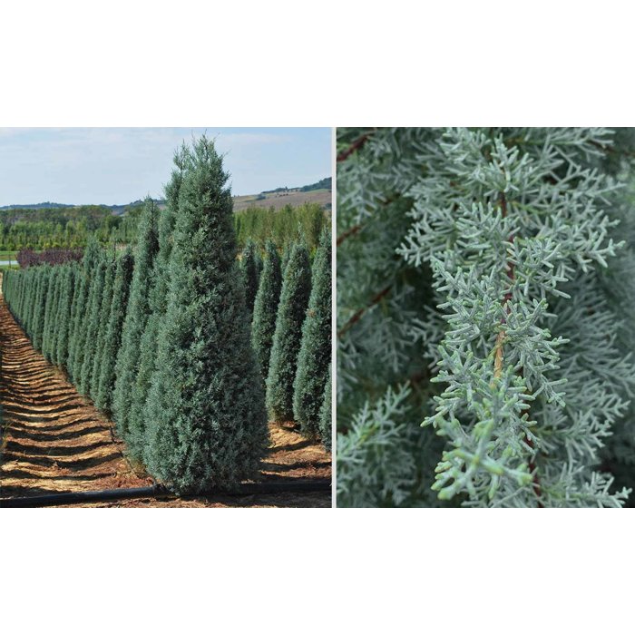 Cyprus arizónsky - Cupressus arizonica ´Fastigiata´  Co20L  175/200