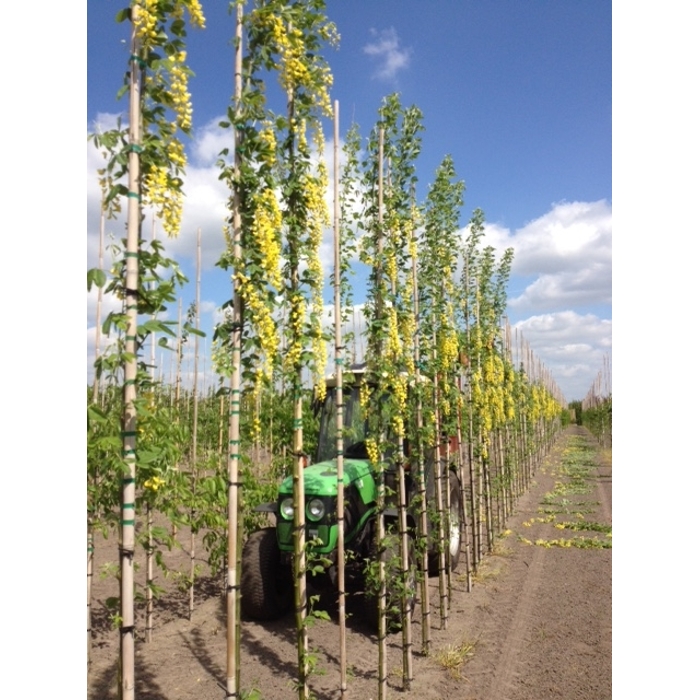 Štedrec hybridný - Laburnum anagyroides Co7,5L KM60