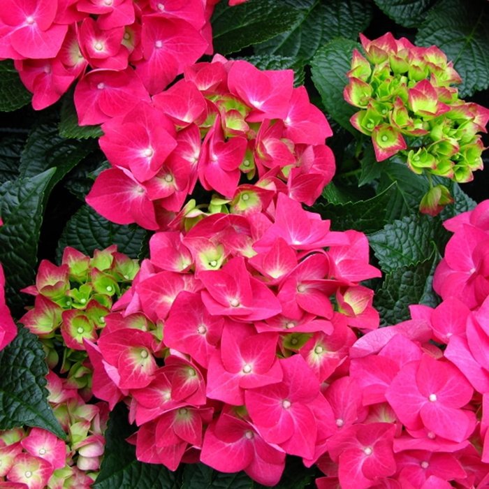 Hortenzia kalinolistá - Hydrangea macrophylla ´Teller Pink´ Co5L 30/40