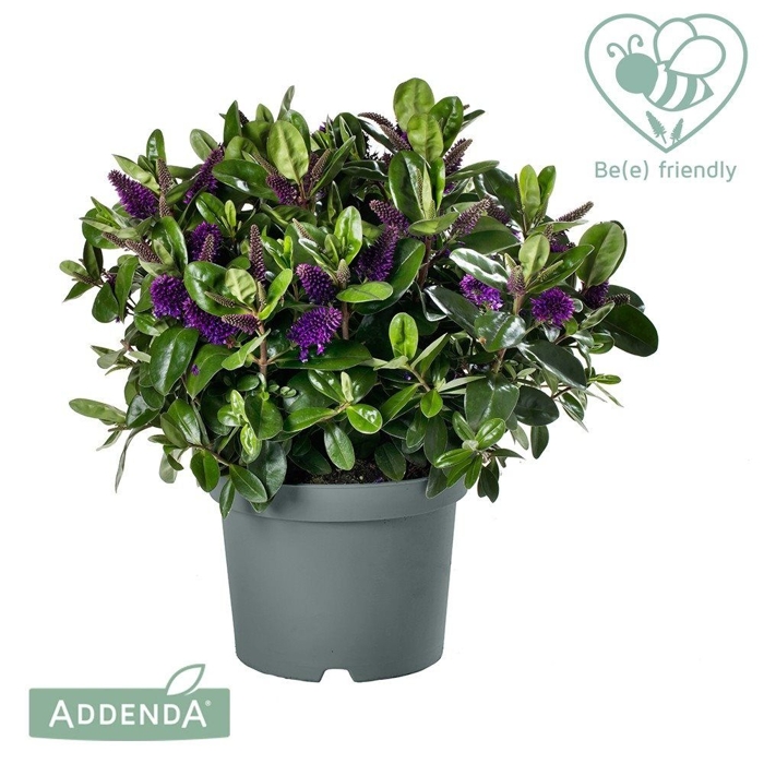 Hebe Addenda ´Donna Alexa´  20/25  Co0,8L