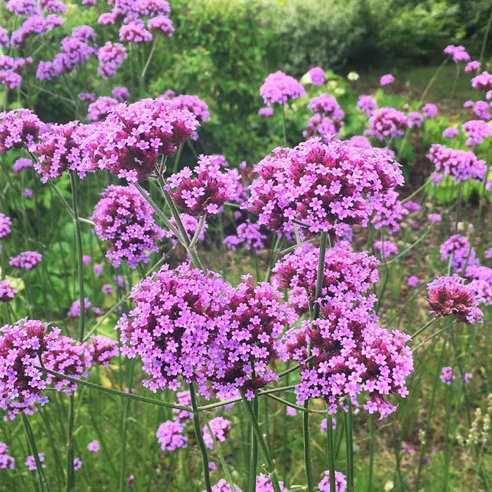 Železník argentínsky - Verbena bonariensis P17