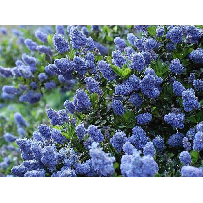 Ceanothus thyrsiflorus 'Repens' - 35/45cm