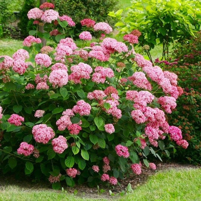 Hortenzia strom?ekovitá - Hydrangea arborescens 'Pink Percussion' - 20/30cm