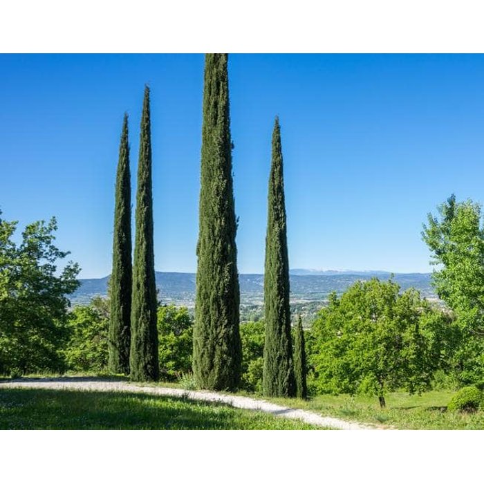 Cyprus vždyzelený - Cupressus sempervirens 'Totem' Co15L 150/175