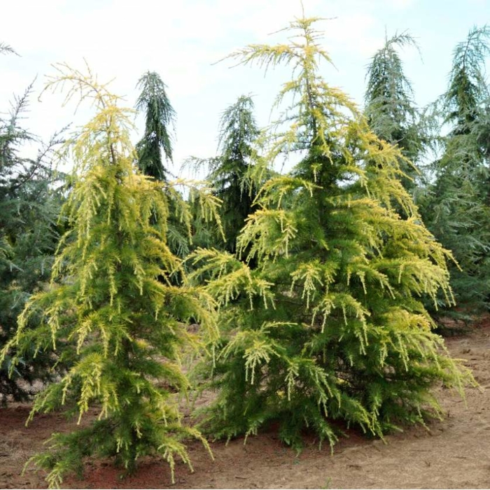 Céder himalájsky Aurea - Cedrus deodara 'AUREA' Co10L 125/150