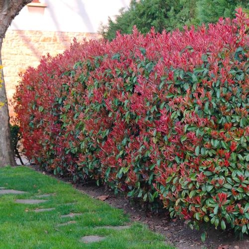 Červienka, Fotínia - Photinia fraseri Red Robin Co5L  60/80