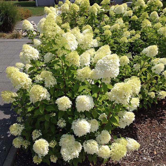 Hortenzia metlinatá - Hydrangea Paniculata  ´Bobo®´