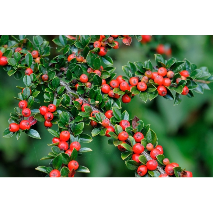 Skalník rozprestretý - Cotoneaster horizontalis