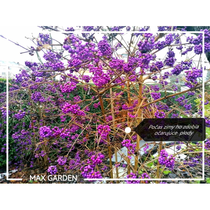 Krásnoplodka - Callicarpa bodinieri 'Profusion' Co3L 30/40