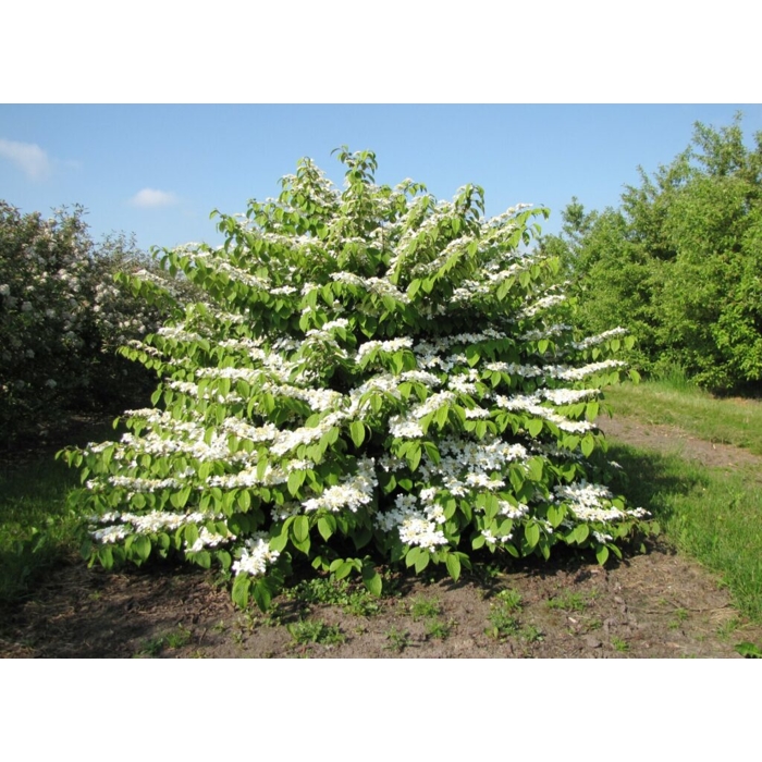 Kalina - Viburnum plicatum ´Kilimanjaro´Co2,5L 20/30