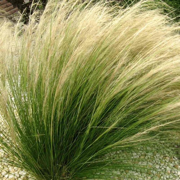 Kavyľ - Stipa tenuissima 'Pony Tails' K9