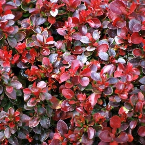  Dráč Thunbergov - Berberis thunbergii ´Bagatelle ´ Co2.5L 10/15