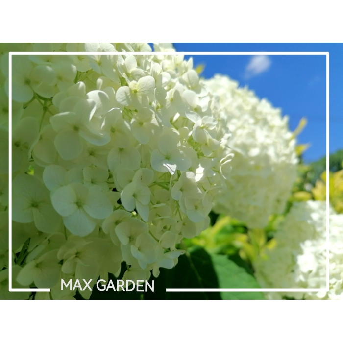 Hortenzia strom?ekovitá - Hydrangea arborescens 'Annabelle'
