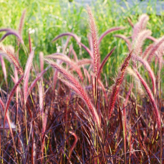 Pennisetum setaceum ´Rubrum´ P18