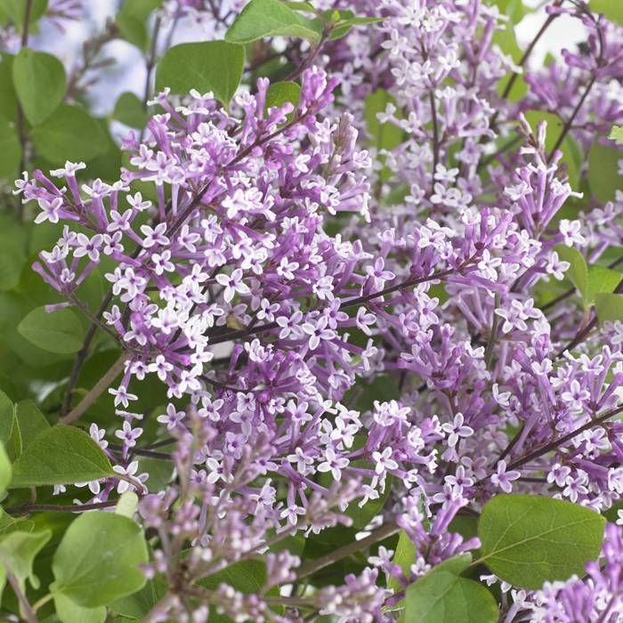Orgován meyerov  - Syringa meyeri ´Flowerfesta White´ - 20/30cm