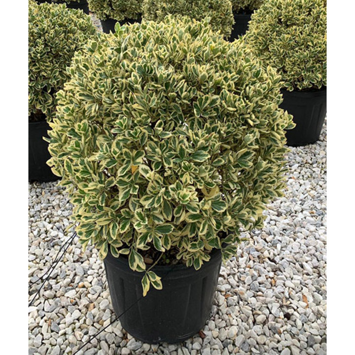 Bršlen japonský  - Euonymus japonicus Bravo'   Co1L 15/20