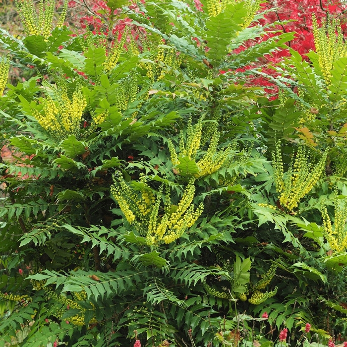 Mahónia - Mahonia media ´Winter Sun´-35/40cm