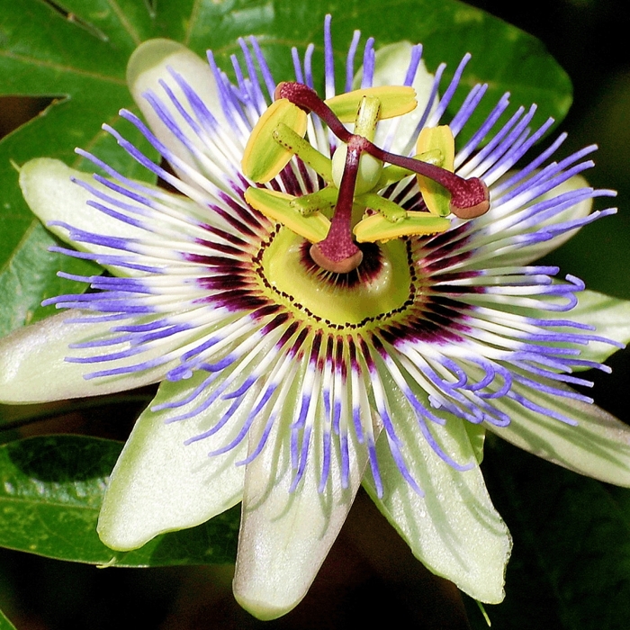 Mučenka - Passiflora caerulea ´Boog´ Co2L