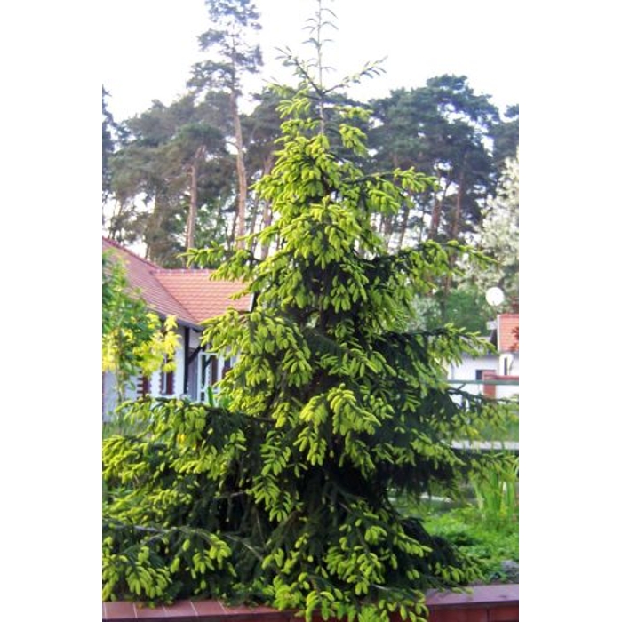 Smrek východný - Picea orientalis ´Aureospicata´