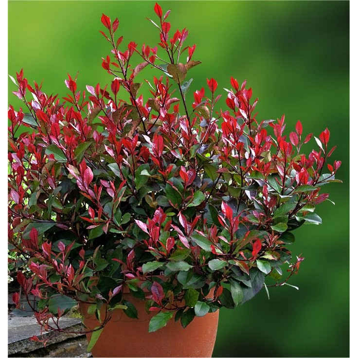 ?ervienka, Fotínia TRPASLI?IA - Photinia fraseri ´Little Red Robin´ - 40/50cm