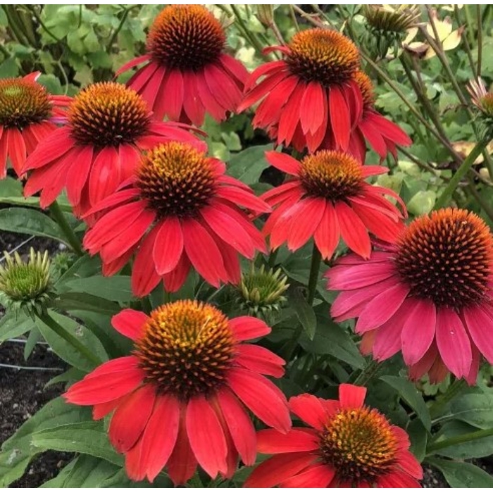 Echinacea purpurea 'Lakota Red'