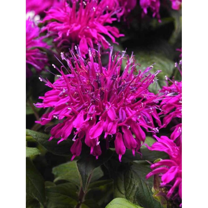 Monarda x hybrida 'Cambridge Scarlet' Co1L