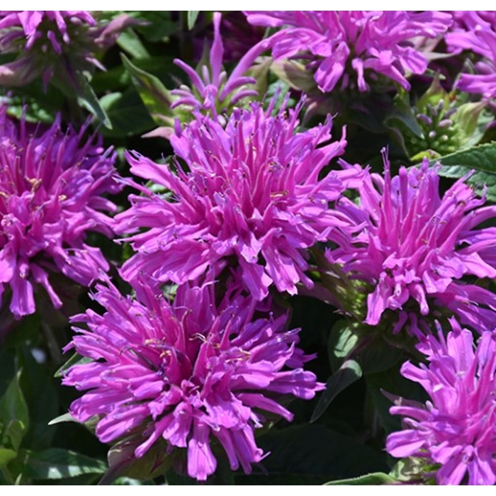 Monarda x hybrida 'Cambridge Scarlet' Co1L