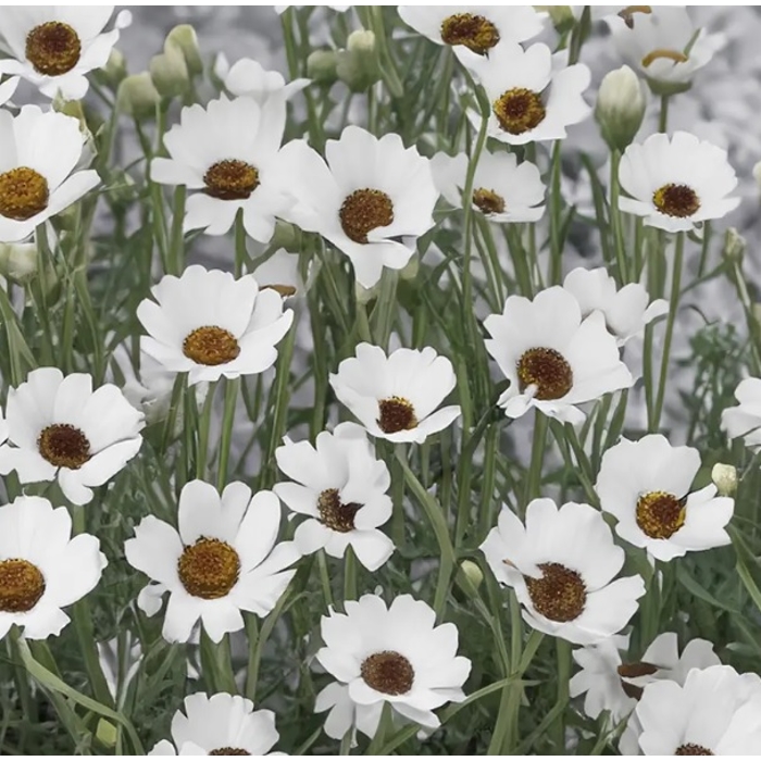 Rhodanthemum ´Casablanca White´