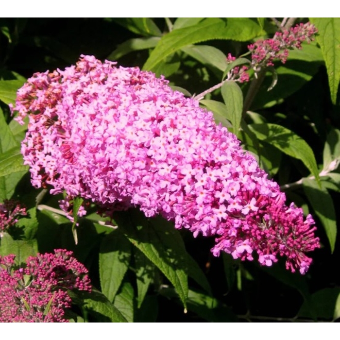 Buddleja davidii 'Blue Haeven'  Co2L 40/60