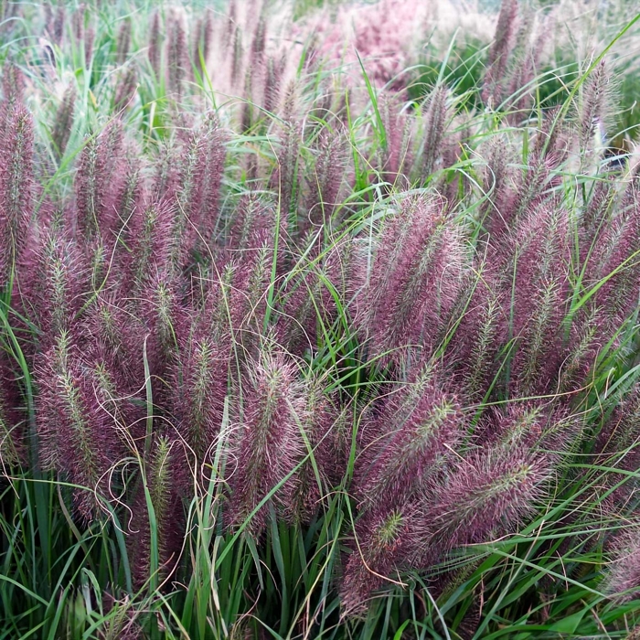 Perovec psiarkovitý - Pennisetum alopecuroides 'Red Head'