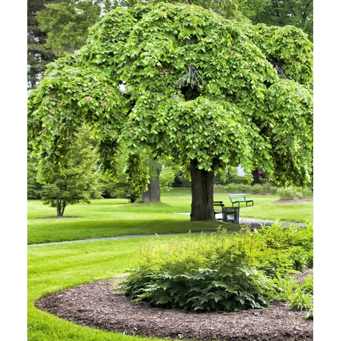 Ulmus glabra ´Camperdownii´ Co18L 8-10