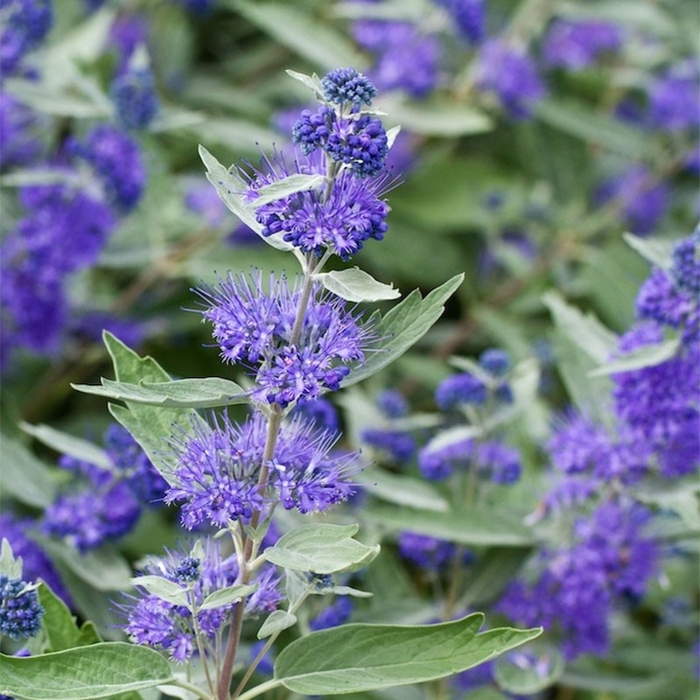 Caryopteris x clandonensis 'Heavenly Blue' - 20/30cm