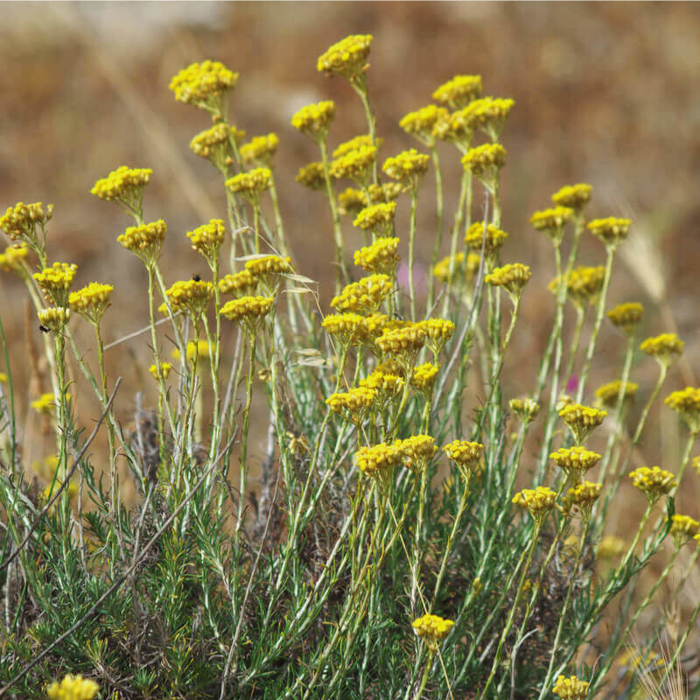 Slamiha talianská (Curry, Kari)  - Helichrysum italicum