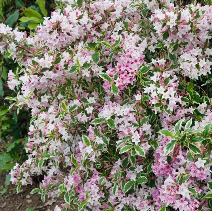 Vajgela kvetnatá - Weigela florida 'Variegata' - 35/40cm