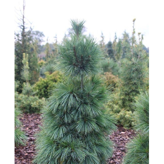 Borovica Schwerinova - Pinus schwerinii 'Wiethorst' - 25/30cm