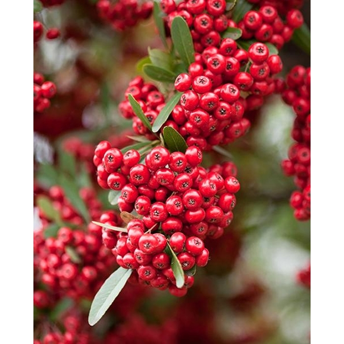 Hlohy?a šarlátová - Pyracantha coccinea ´Red Column´ - 40+cm