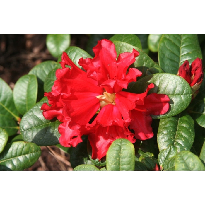 Rododendrón - Rhododendron ´Scarlet Wonder´ - 20/30cm